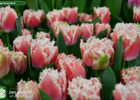 Tulipa Queensland ® (3)